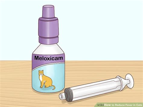 How to Reduce Fever in Cats: 12 Steps (with Pictures) - wikiHow