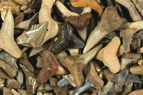 Are shark teeth fossils true fossils? – Research News