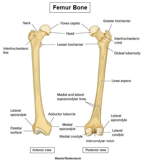 Neck Of Femur Anatomy - Anatomical Charts & Posters