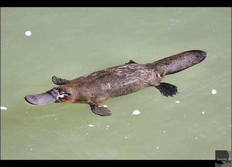 Platypus | Mammals, Platypus, Bizarre animals