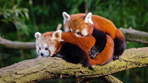 1284x2778px | free download | HD wallpaper: cuddle, hug, cute, red ...