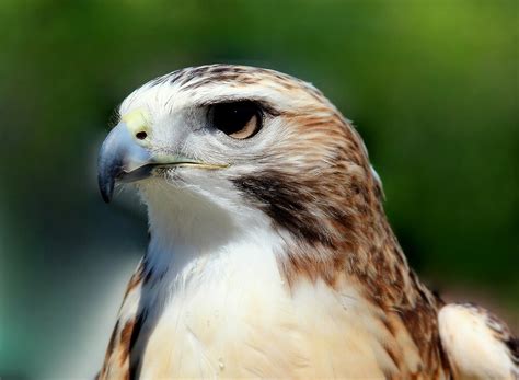 "Beautiful Hawk" by Rosanne Jordan | Redbubble