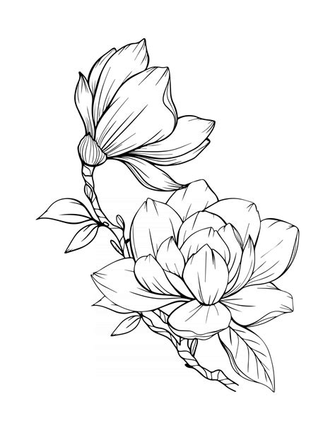 Magnolia Flower Outline Magnolia LIne Art Line Drawing 3325111 Vector ...