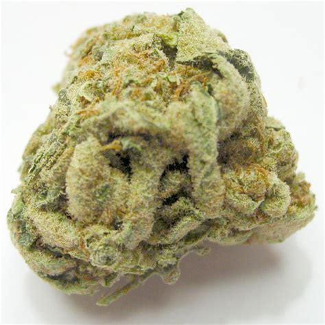 Hash Plant - strain - Sensi Seeds | Cannapedia