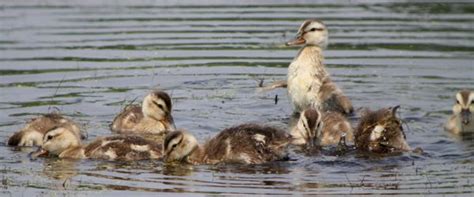 Gadwall Ducklings, or, Aaawww, Cute! – 10,000 Birds