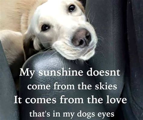 28 Inspirational Dog Quotes about Life and Love | PlayBarkRun