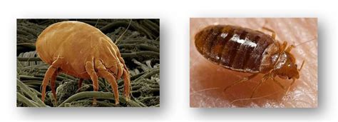 Dust Mites vs. Bed Bugs – How To Tell Them Apart? - Bed Bug ...