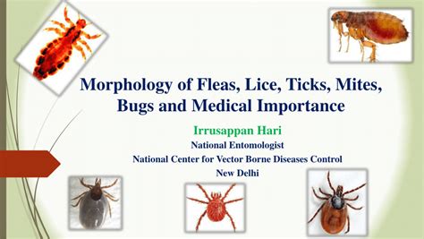 (PDF) Morphology of Fleas, Lice, Ticks, Mites, Bugs and Medical ...