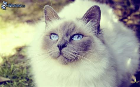 Gato de ojos azules