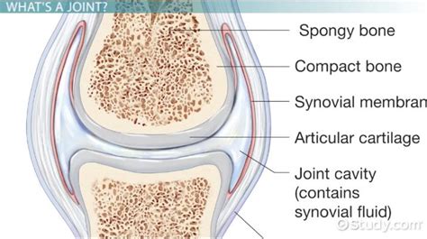 Fibrous Joints | Types, Function & Examples - Lesson | Study.com