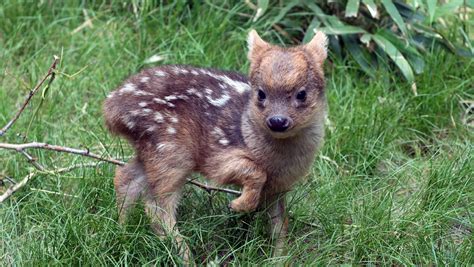 Cute alert! Meet the world's smallest deer species