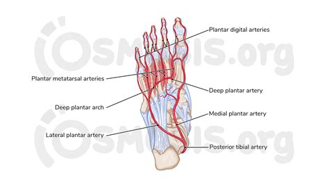 Plantar Foot Anatomy Nerves