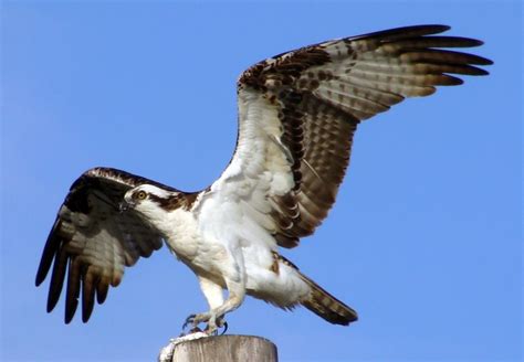 Osprey with fish – Moody Gardens