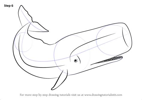 Learn How to Draw a Sperm Whale (Marine Mammals) Step by Step : Drawing ...