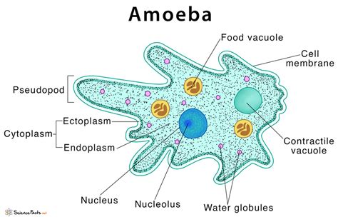 Top 148+ Amoeba animal cell - Merkantilaklubben.org