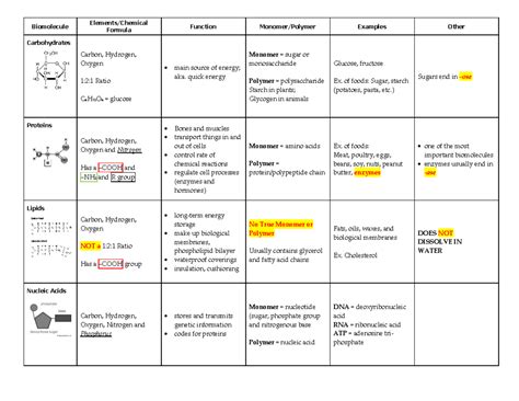 Biomolecules Chart PDF, 43% OFF | www.yakimankagbu.ru