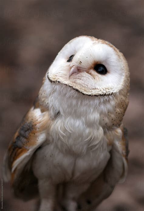 Cute Baby Barn Owl | Stocksy United