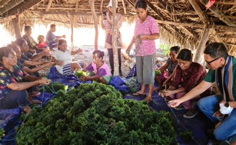 Sustainable Seaweed Farming – Yayasan Tahija