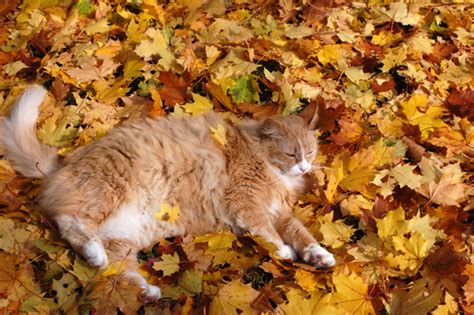 20 Cats Enjoying Fall Foliage