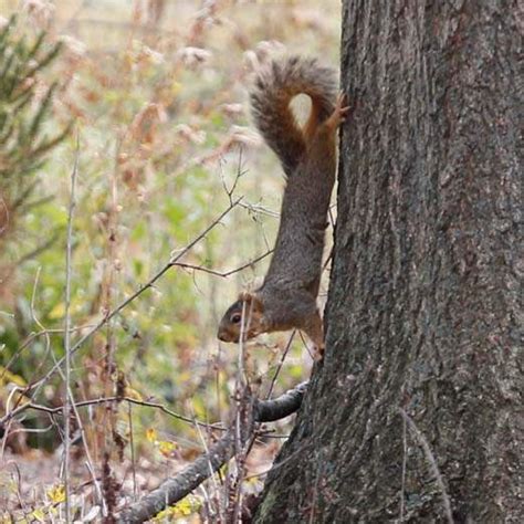 Making squirrel nests in Perrysburg - The Blade