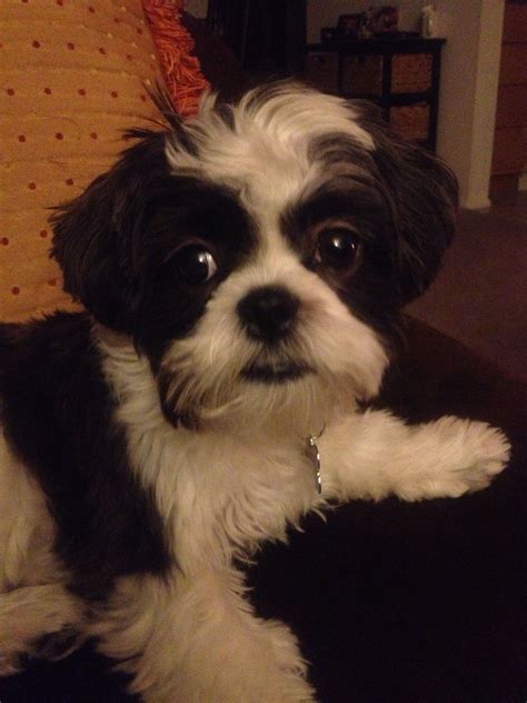 My Avett- a Shih tzu/Maltese mix. | Dog breeds, I love dogs, Shih tzu ...