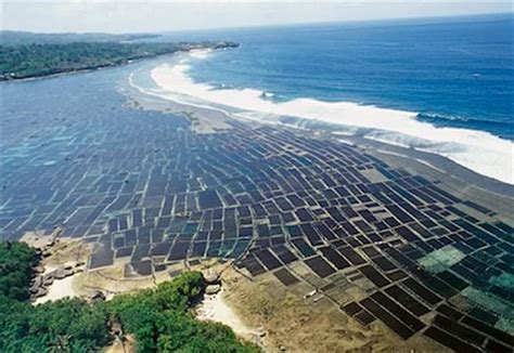 SEAWEED FARMING IN INDIA