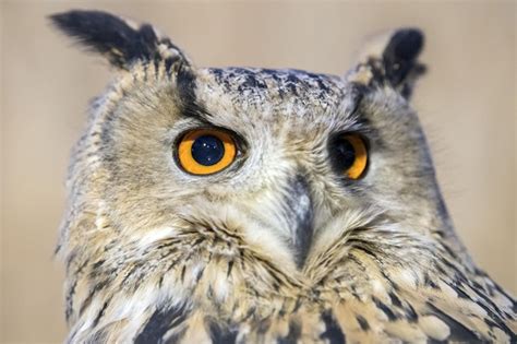 Premium Photo | Owl eye detail close up macro