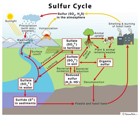 Sulfur Cycle with Diagram – Definition, Steps and Importance