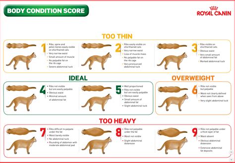 Cat Body Condition Score Chart