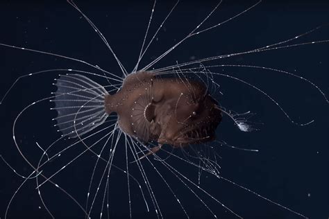 First-ever footage of mating anglerfish is strangely mesmerising | Deep ...