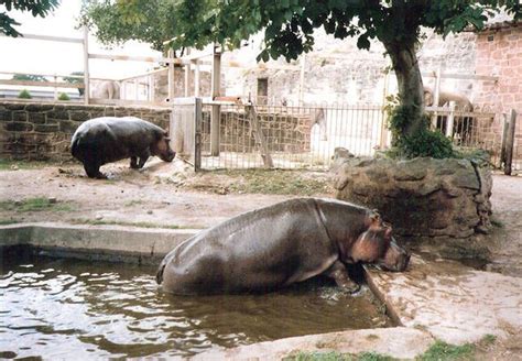 Hippo Enclosure - 1990's » Chester Zoo Gallery | Chester zoo, Zoo ...