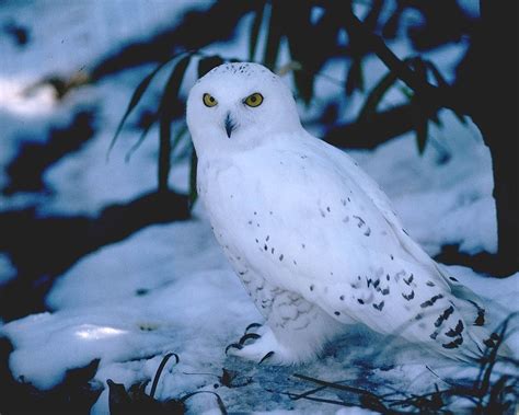 Snowy Owl wallpaper | 1280x1024 | #59091