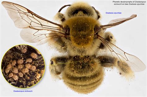 New Web-based Tool for Fast Identification of Bee Mites – Bee Informed ...