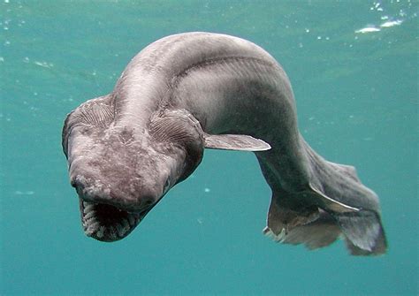 Rare Ganges Shark Found On Sale At Fish Market In India | IBTimes