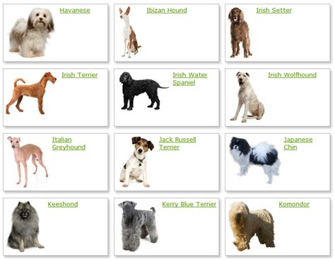 Dog Breeds List With Picture | Dog Breeds Alphabetical - Dogs Breeds Guide