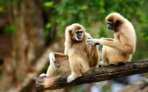 Male and female gibbons sing duets in time with each other – Dear Lezzie