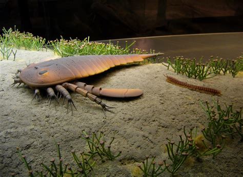 Prehistoric Giant Centipede