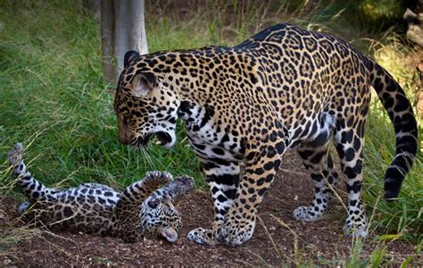 Jaguar Cubs Venture Outside at San Diego Zoo