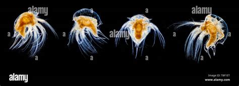 Darkfield photomicrograph, Acorn barnacle larval stages. Semibalanus ...