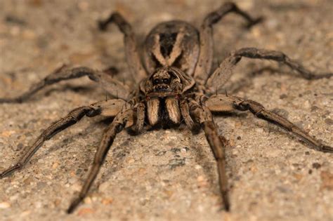 The Deadliest Spiders | Page 6 of 20 | DailySportX | Page 6