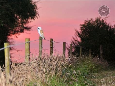 Barn Owls in their habitat (Kevin Keatley) - The Barn Owl Trust