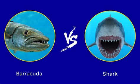 Barracuda vs Shark: Who Would Win in a Fight? - A-Z Animals