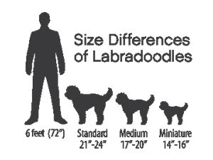 Complete Guide on Labradoodle Size and Weight - Labradoodles & Dogs