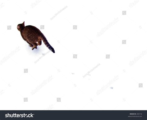 738 Cat Running Away Royalty-Free Photos and Stock Images | Shutterstock