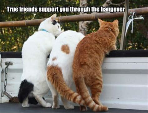 True Friends Support Through Hangover Funny Meme – FUNNY MEMES