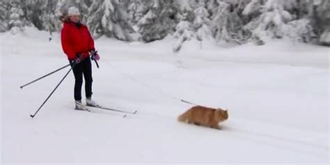 Cat Goes Skiing And LOVES Every Minute Of It - The Dodo