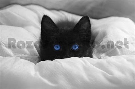 Mejorar Correspondiente Diligencia gatitos negros ojos azules No puedo ...