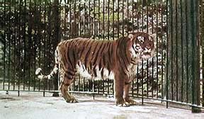 Caspian Tiger Extinct But Lives On In Siberian Tiger