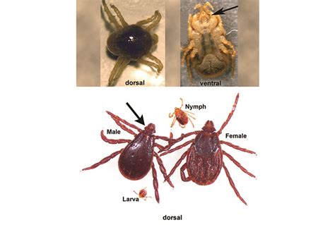 Canine Arthropods: Mites and Ticks – Recommendations from the Companion ...