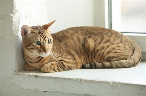 Serengeti cat breed - Information & characteristics | KatKin